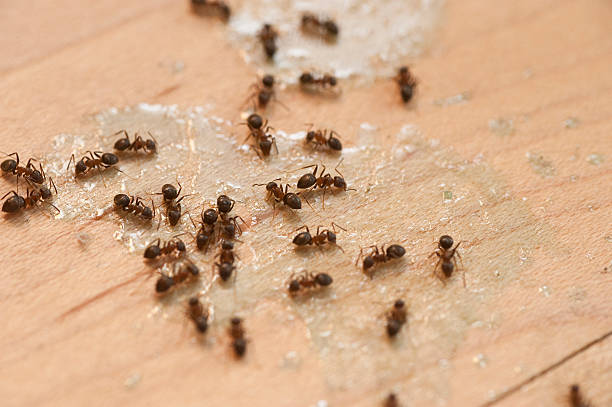 Spider Control Near Me in White Haven, PA